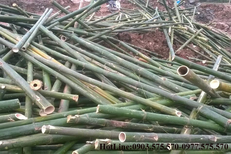 bán cọc tre tại Quảng Nam